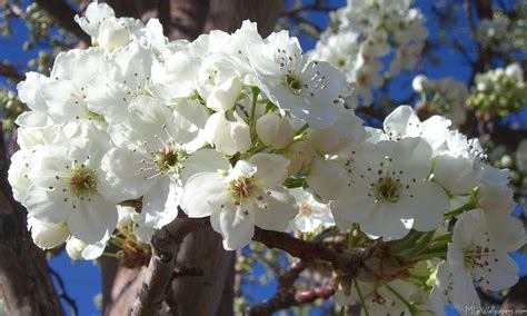 white flowering tree blooming now.